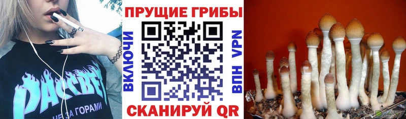 где продают наркотики  Киселёвск  Галлюциногенные грибы Cubensis 